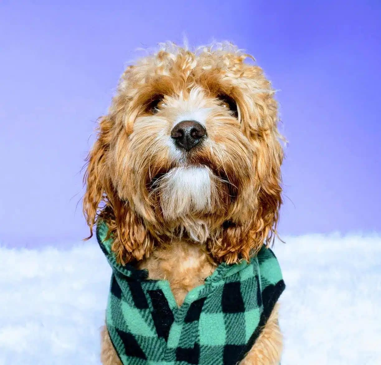 Pet Burial vs. Cremation: What to Consider When Making Final Arrangements 7 Zeke 1