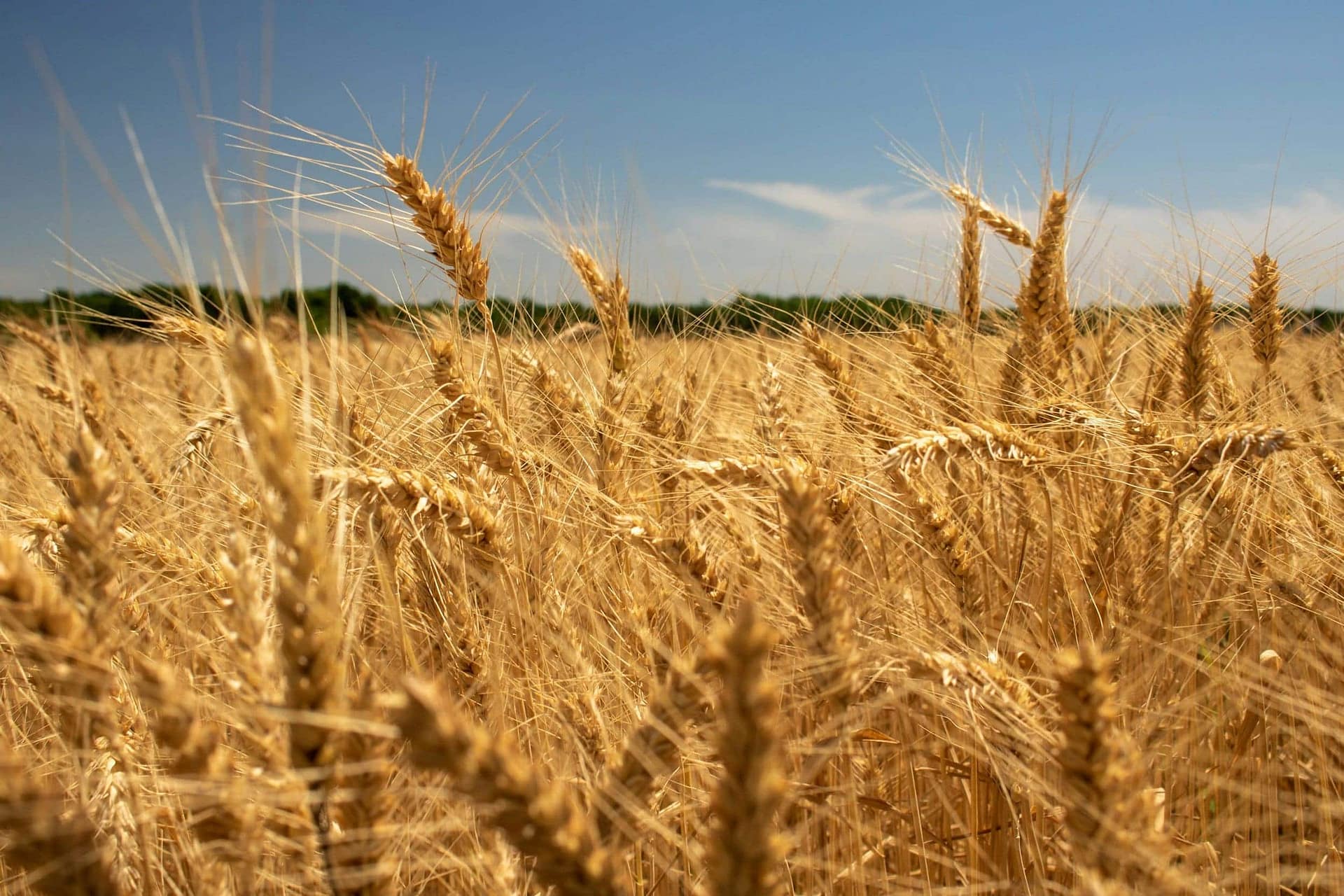 What Happens If You Die Without a Will in Kansas? 3 A field of ripe wheat